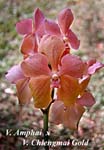 V. Amphai x V. Chiengmai Gold_6866