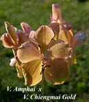 V. Amphai x V. Chiengmai Gold_6887