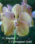 V. Amphai x V. Chiengmai Gold_6890