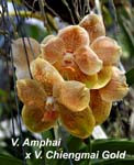 V. Amphai x V. Chiengmai Gold_4111