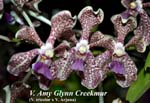V. Amy Glynn Creekmur (V. tricolor x V. Arjuna)_6019