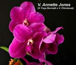 V. Annette Jones 1480