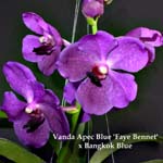 V. Apec Blue x Bangkok Blue 1633