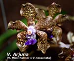 V. Arjuna (V. Mimi Palmer x V. tessellata)_6667