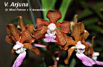 V. Arjuna_4402