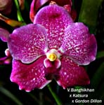 V. Banghikhan x Katsura x Gordon Dillon_5490