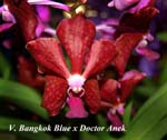 V. Bangkok Blue x Doctor Anek_5409