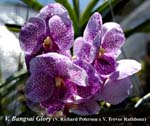 V. Bangsai Glory _7859