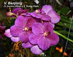 V. Banjong (V. Gordon Dillon x V. Thong Chai)_3910