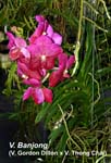 V. Banjong (V. Gordon Dillon x V. Thong Chai)_3974