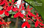 V. Bill Carter (V. Jennie Hashimoto x V. Springtime)_3531