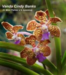 V. Cindy Banks_8187