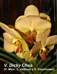 V. Dicky Chua (V. Mevr. L. Velthuis x V. Eisenhower)_4451