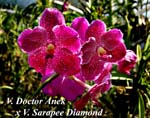 V. Doctor Anek x V. Sarapee Diamond_6366