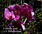 V. Doctor Anek x V. Thonglorsand_3020