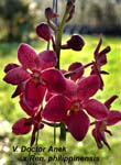 V. Doctor Anek x Ren. philippinensis_6572