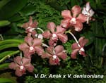 V. Dr. Anek x V. denisoniana _5071