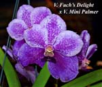 V. Fuchs Delight x V. Mini Palmer_5734