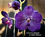 V. Fuchs Delight x V Mini Palmer_0245