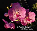 V. Fuchs Delight x V. Manuvadee_0242
