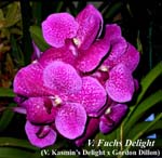 V. Fuchs Delight4112