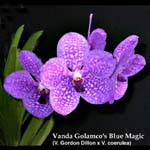 V. Golamcos Blue Magic 1624