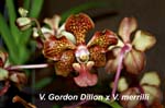V. Gordon Dillon x V. merrilli_4404