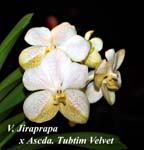V. Jiraprapa x Ascda. Tubtim Velvet_8205