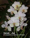 V. Joe (V. Josephine van Brero x V. Pimsai)_2217