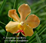 V. Josephine van Brero x V.. Charles Goodfellow_4839