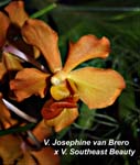 V. Josephine van Brero x V. Southeast Beauty_0052
