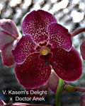 V. Kasems Delight x Doctor Anek_2987