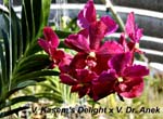 V. Kasems Delight x V. Dr. Anek_4255
