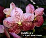 V. Katmea x V. Bitzs Heartthrob_1967