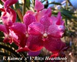 V. Katmea x V. Bitzs Heartthrob_6601