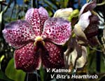 V. Katmea x V. Bitzs Heaththrob_2928