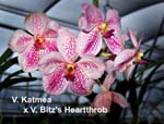 V. Katmea x V. Bitzs Heartthfob_1774
