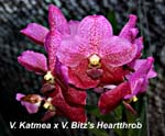 V. Katmea x V. Bitzs Heartthrob_2025
