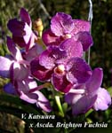 V. Katsuura x Ascda. Brighton Fuchsia _6752