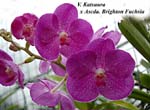 V. Katsuura x Ascda. Brighton Fuchsia_6560