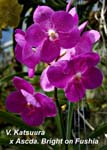 V. Katsuura x Ascda Bright on Fushia_4105
