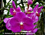 V. Katsuura x Ascda. Brighton Fuchsia_6810