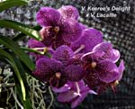 V. Keerees Delight x V. Lacaille. _1336