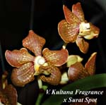 V. Kultana Fragrance x Surat Spot_9981