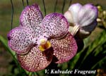 V. Kulvadee Fragrant_5709
