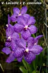 V. Lacaille x V. coerulea_6803