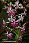 V. Loke (V. lamellata x V. luzonica)_2688