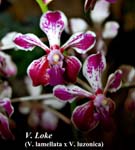 V. Loke (V. lamellata x V. luzonica)_5423