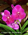 V. Lopuri x Asc. Tan Chai Beng_6749