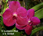 V. Lumpini Red x V. Sirilak_3353